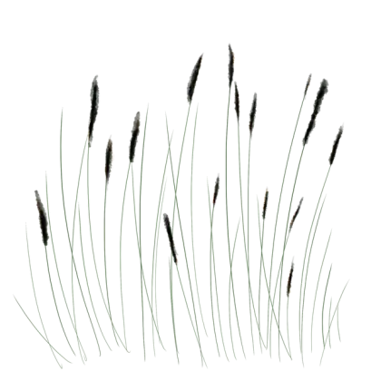 Tall Grass Plants Stylized Illustration