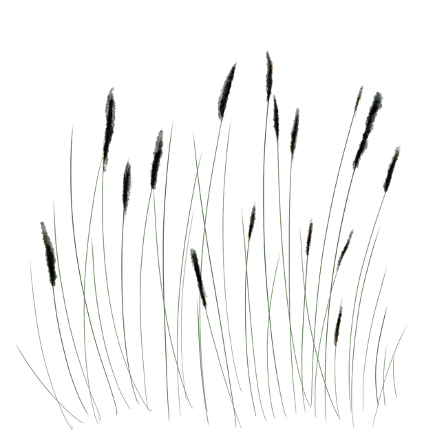 Tall Grass Plants Stylized Illustration