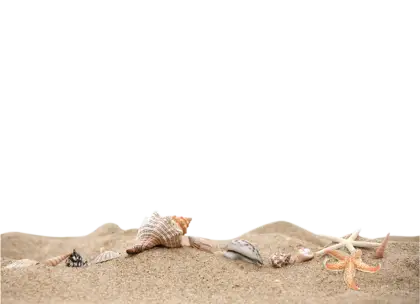 Seashells on Sandy Beach