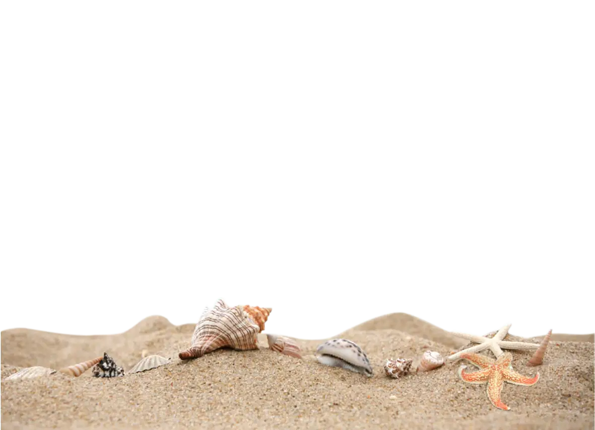 Seashells on Sandy Beach