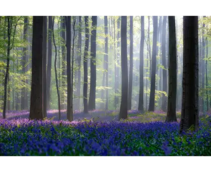 Beautiful Forest with Flowers