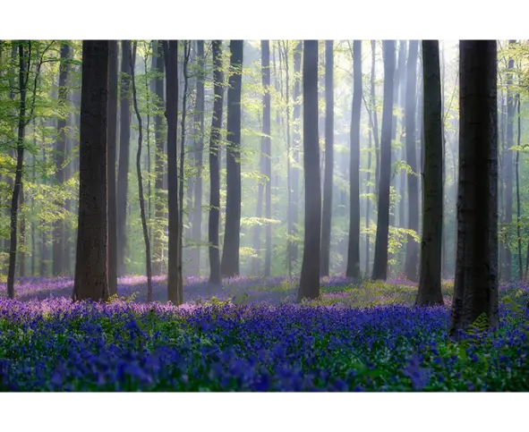 Beautiful Forest with Flowers