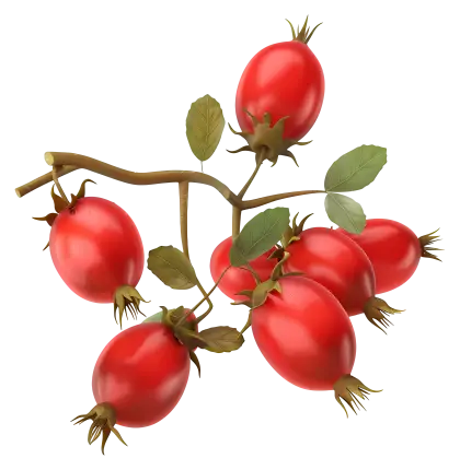 Vibrant Red Rosehips on Branch