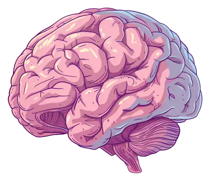 Detailed Illustration of a Human Brain