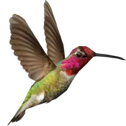 Hummingbird in Mid-Flight