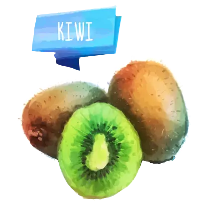 Kiwi Fruit Watercolor Illustration