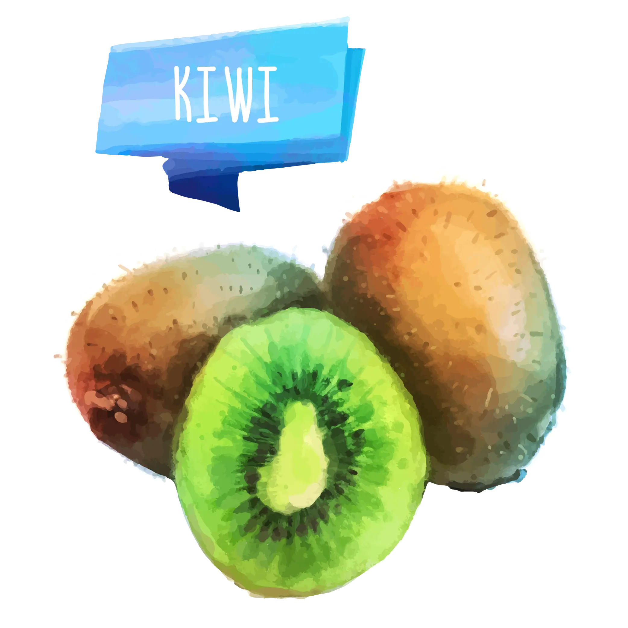 Kiwi Fruit Watercolor Illustration