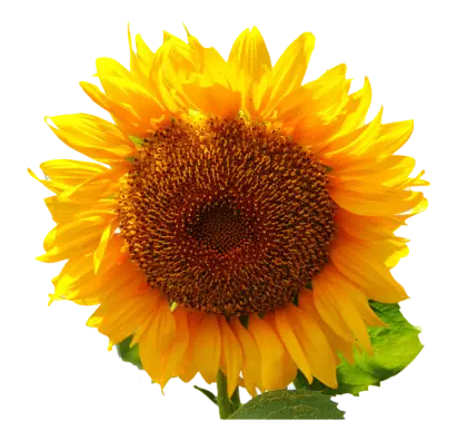 Yellow Sunflower Illustration