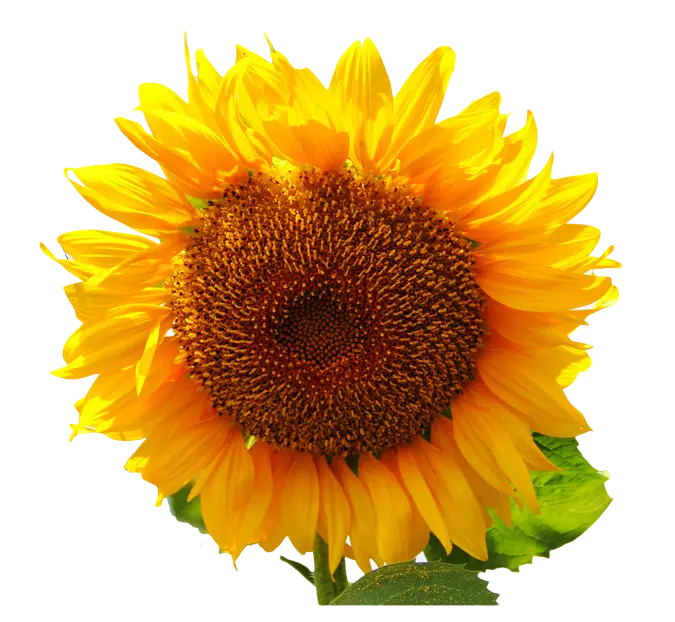 Yellow Sunflower Illustration