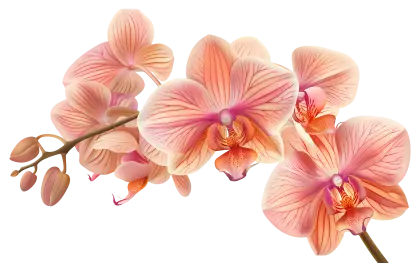 Beautiful Pink Orchid Flowers