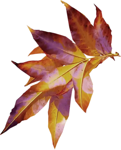 Dried Autumn Leaves with Orange Hues