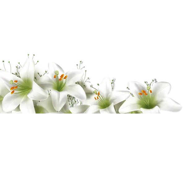 Elegant White Lilies