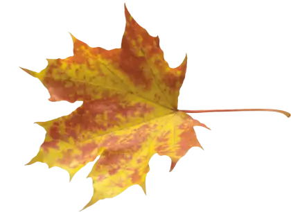 Yellow Autumn Maple Leaf on Transparent Background