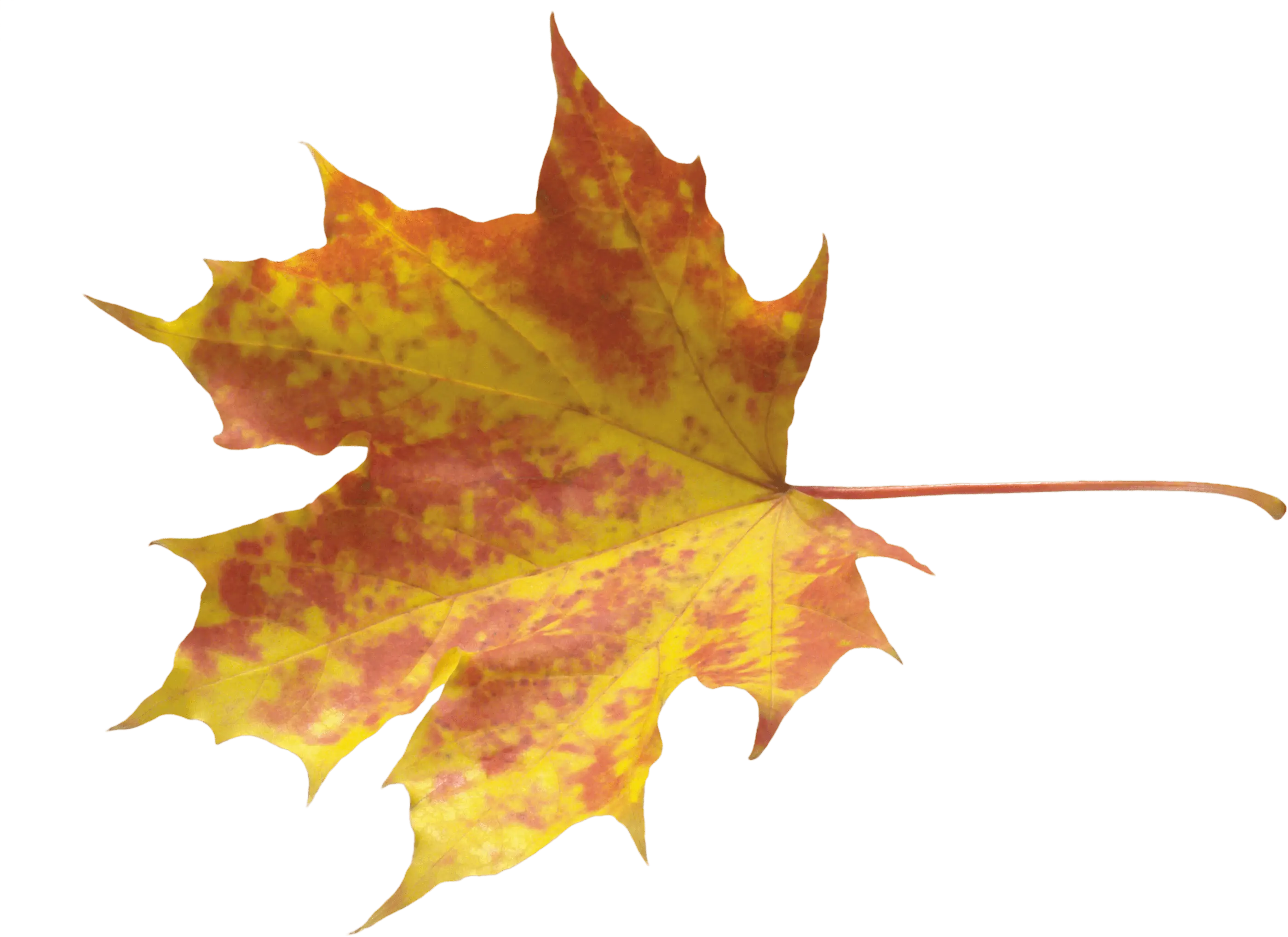 Yellow Autumn Maple Leaf on Transparent Background
