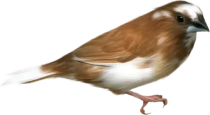 Brown Bird with White Patches