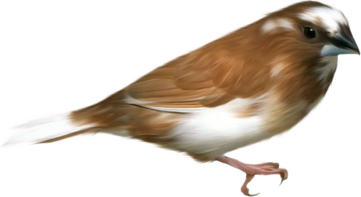 Brown Bird with White Patches