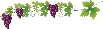 Grape Vine with Lush Purple Grapes
