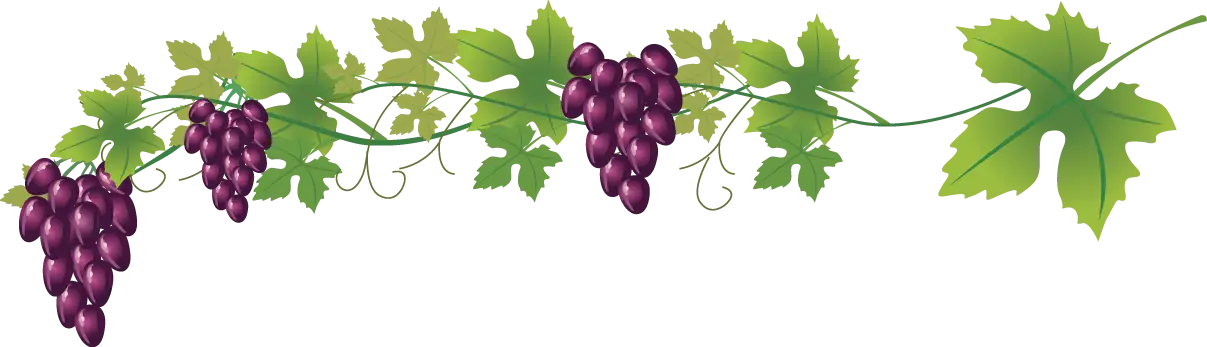 Grape Vine with Lush Purple Grapes