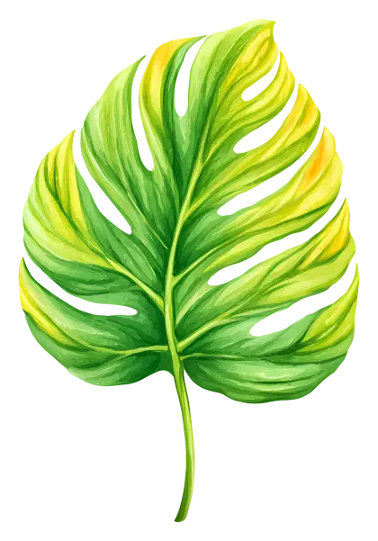 Green Leaf Illustration