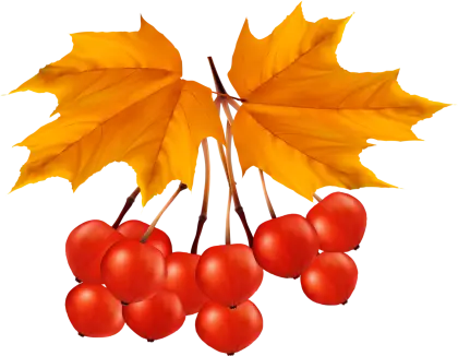 Red Berries with Yellow Autumn Leaves