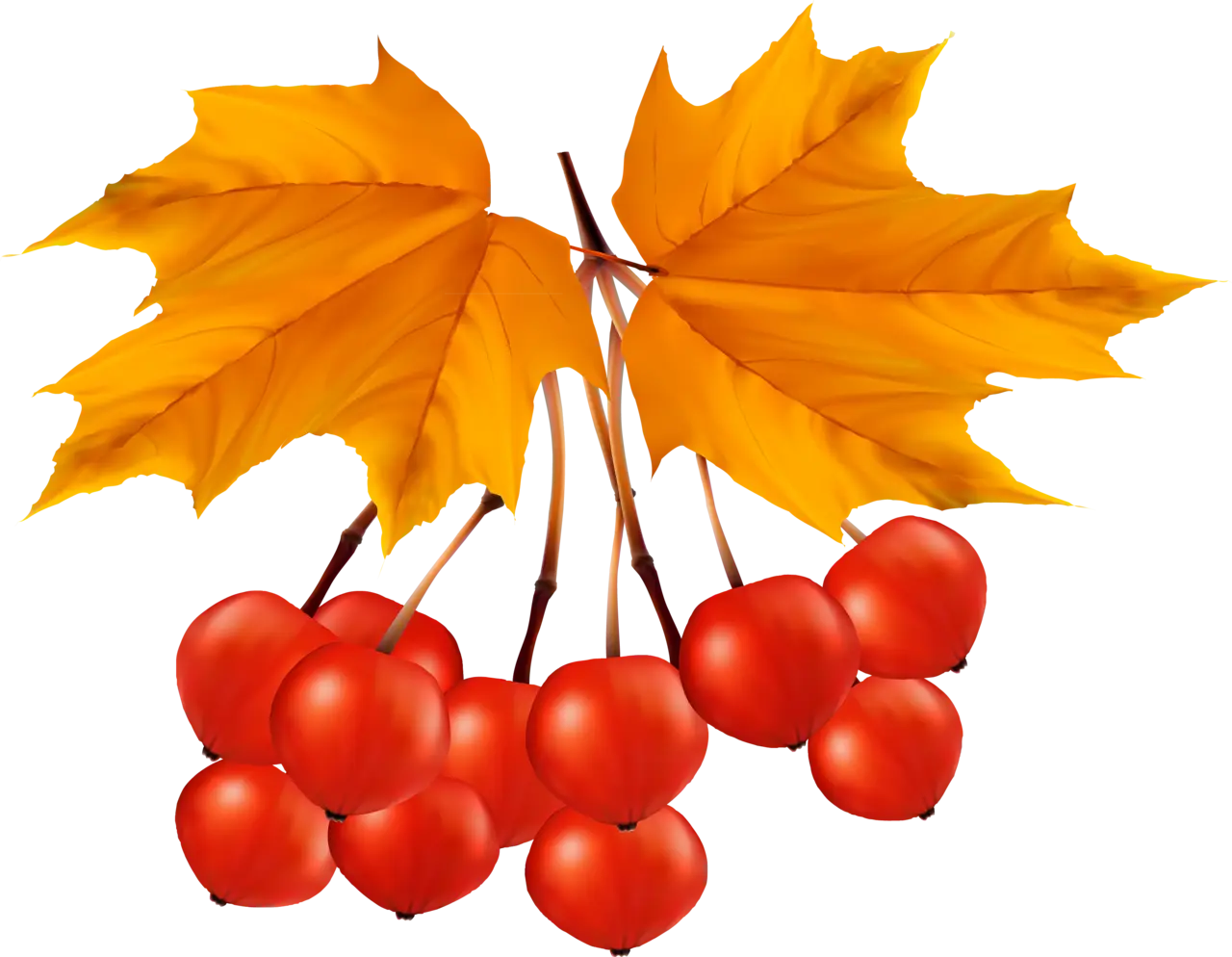 Red Berries with Yellow Autumn Leaves