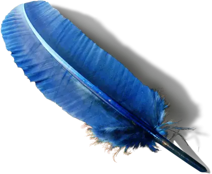Blue Feather with Vivid Hue