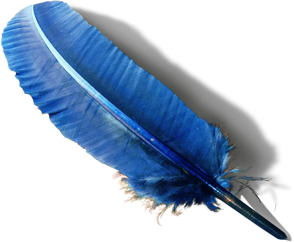 Blue Feather with Vivid Hue
