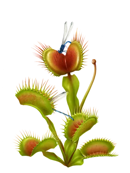 Venus Flytrap with Insects
