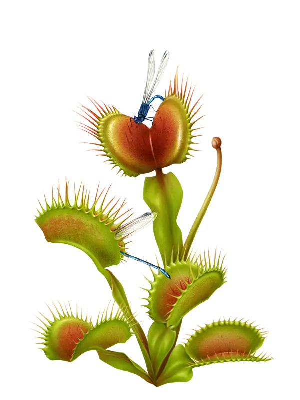 Venus Flytrap with Insects