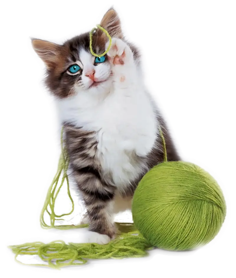 Kitten Playing with Green Yarn