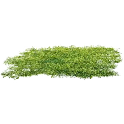 Green Grass Patch Illustration