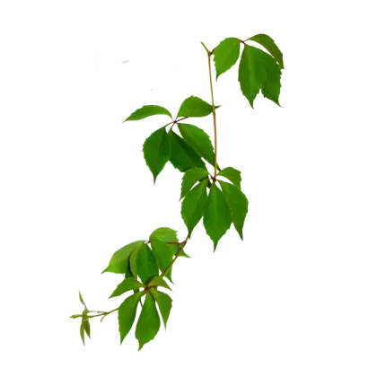 Green Leaves on a Branch