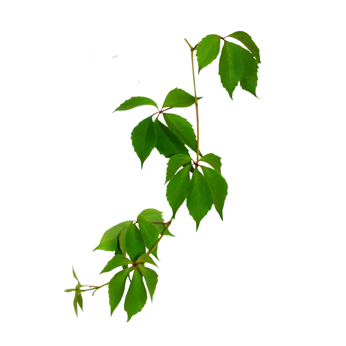 Green Leaves on a Branch