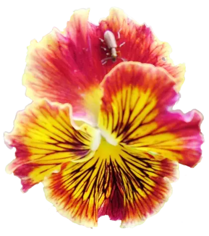 Bright Red and Yellow Flower with Ant