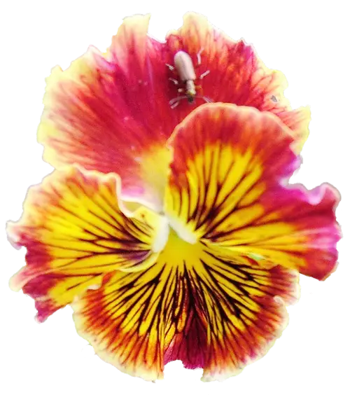 Bright Red and Yellow Flower with Ant