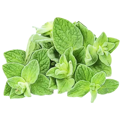 Fresh Green Oregano Leaves