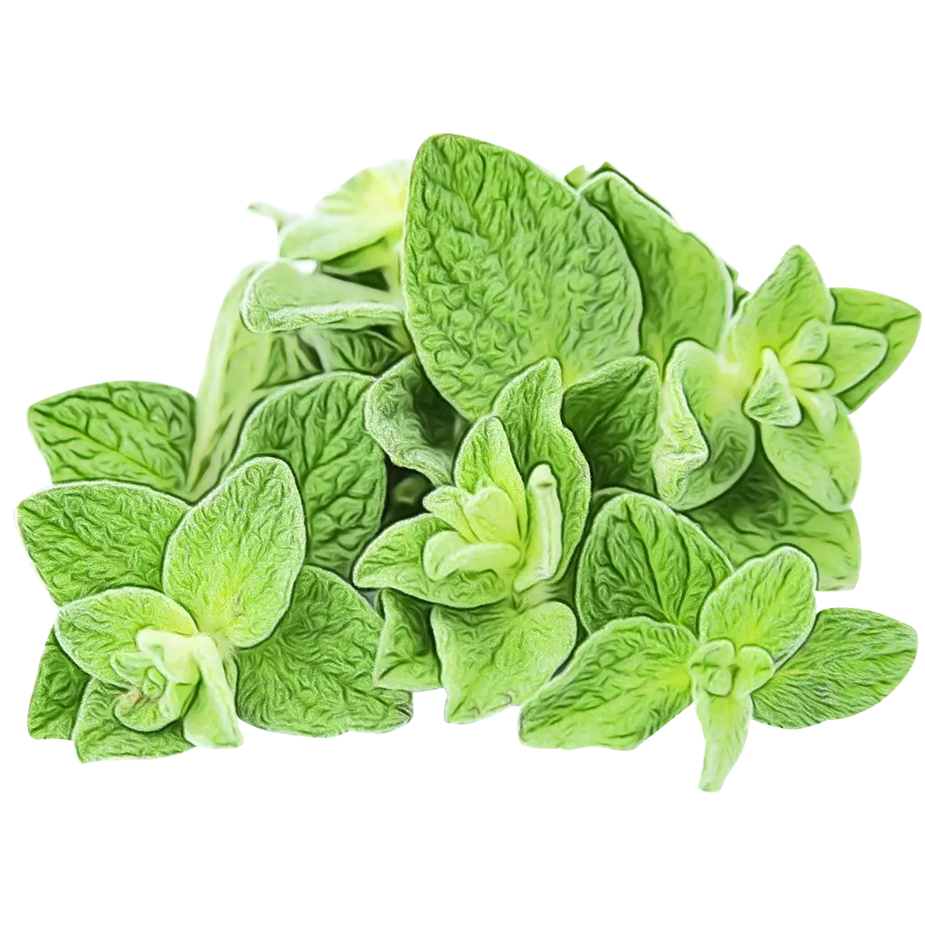Fresh Green Oregano Leaves