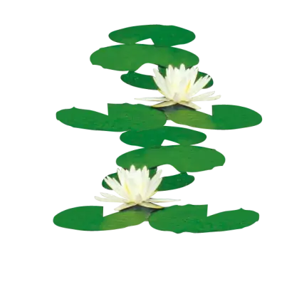 Water Lilies with Green Leaves