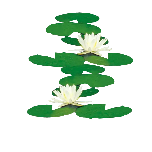 Water Lilies with Green Leaves