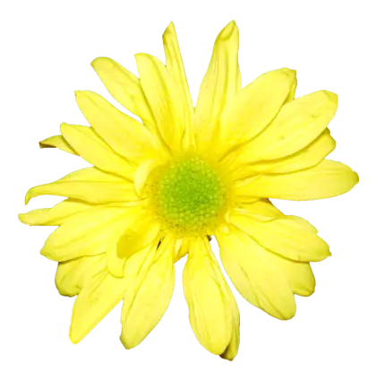 Bright Yellow Daisy Flower Illustration