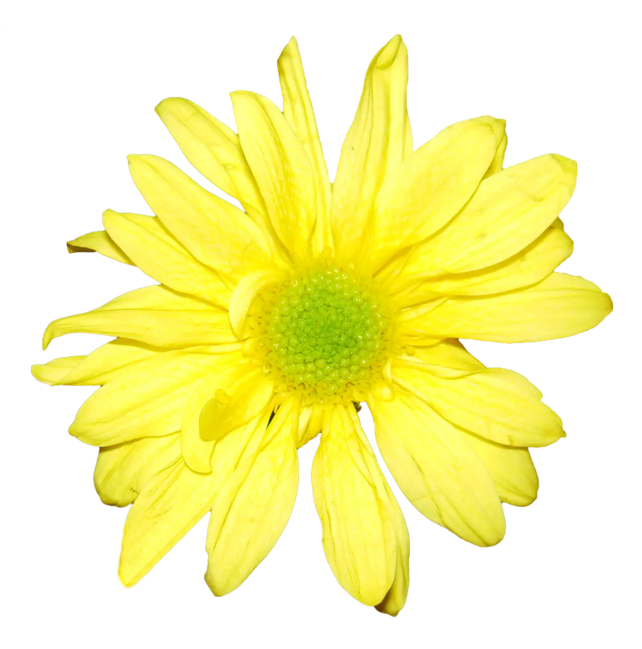 Bright Yellow Daisy Flower Illustration