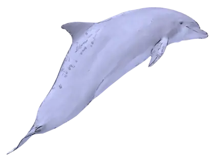 Graceful Dolphin in Ocean Illustration