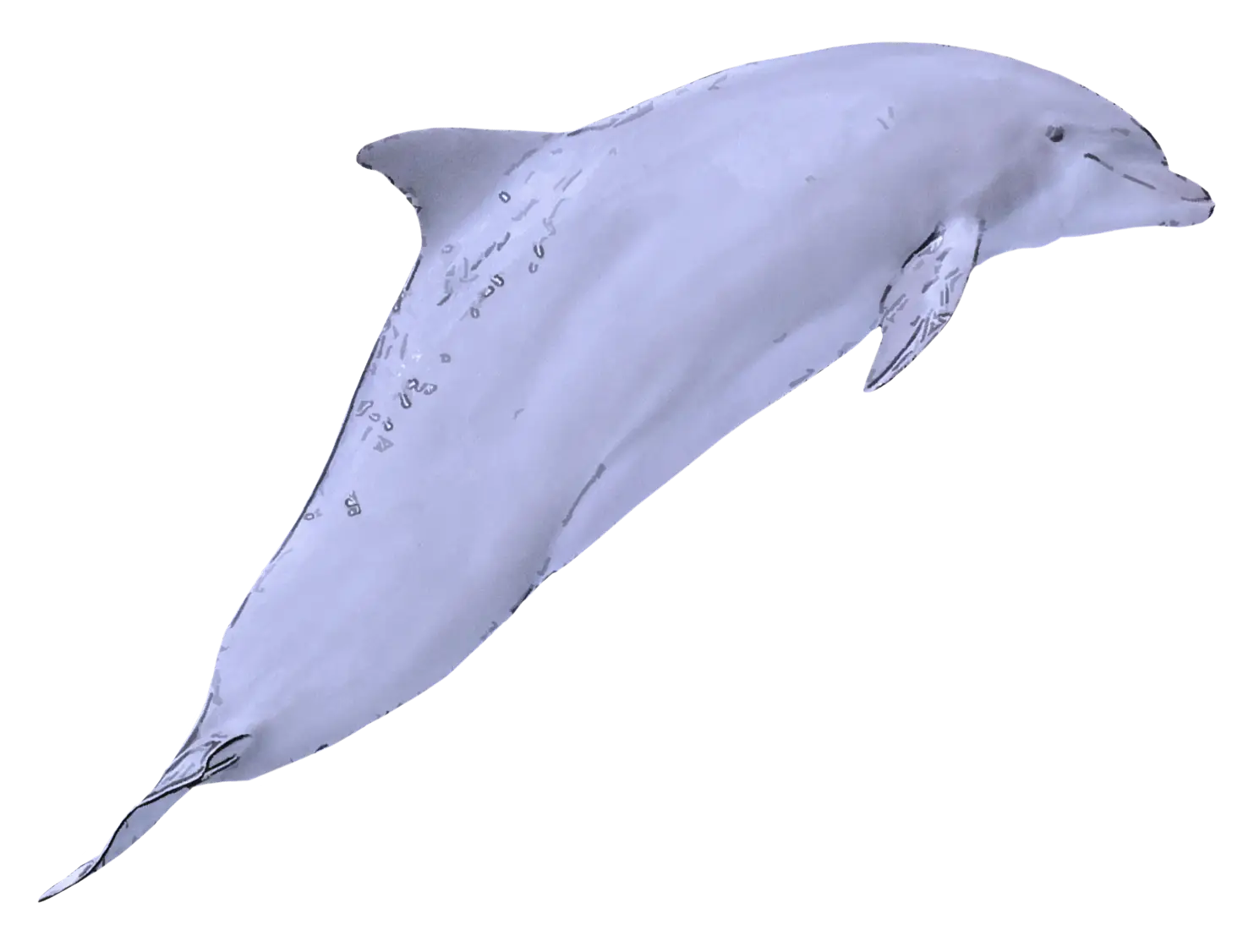 Graceful Dolphin in Ocean Illustration