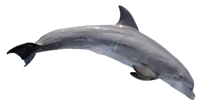 Jumping Dolphin