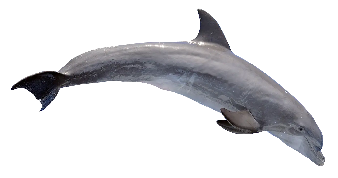 Jumping Dolphin