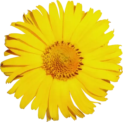 Single Yellow Daisy Flower