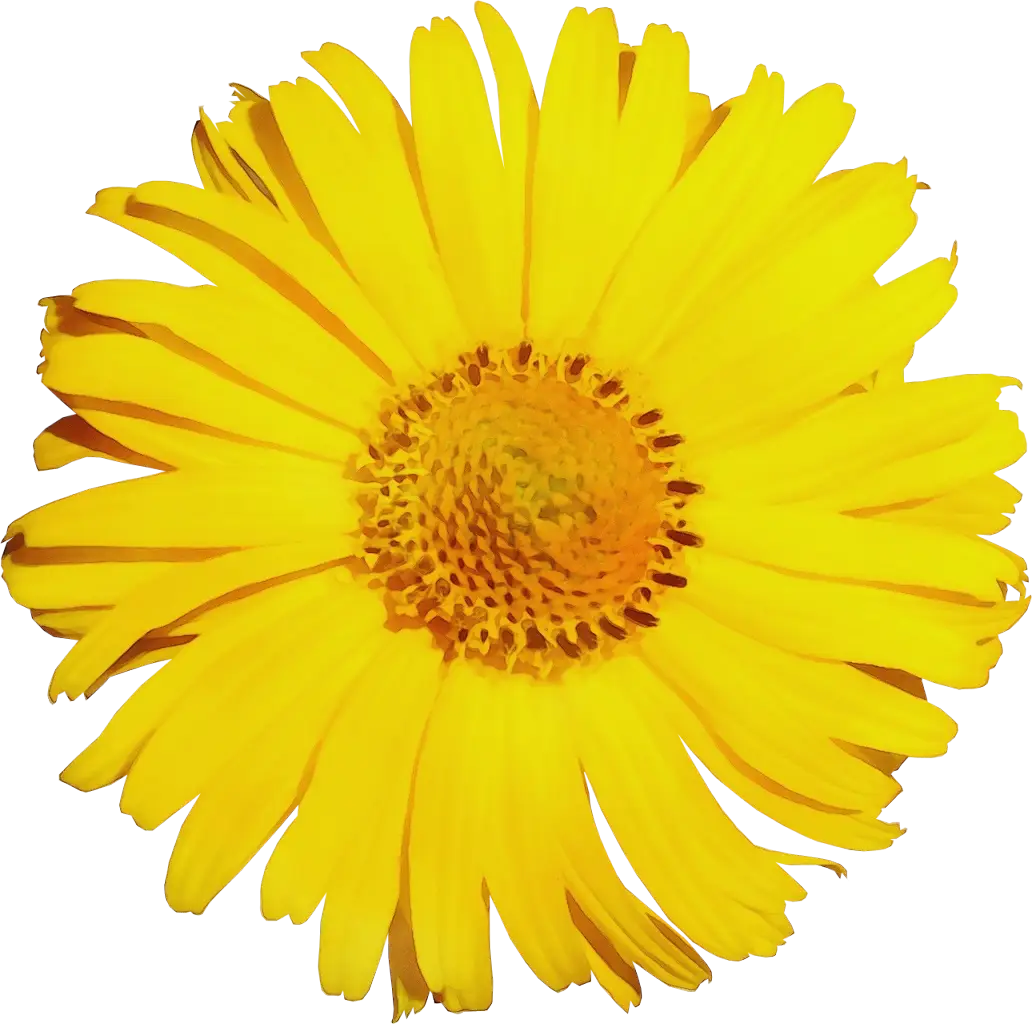 Single Yellow Daisy Flower