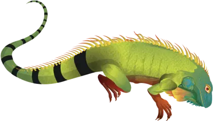 Green Iguana with Spiny Back