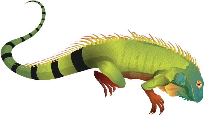 Green Iguana with Spiny Back
