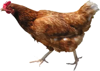 Brown Chicken on Transparent Background